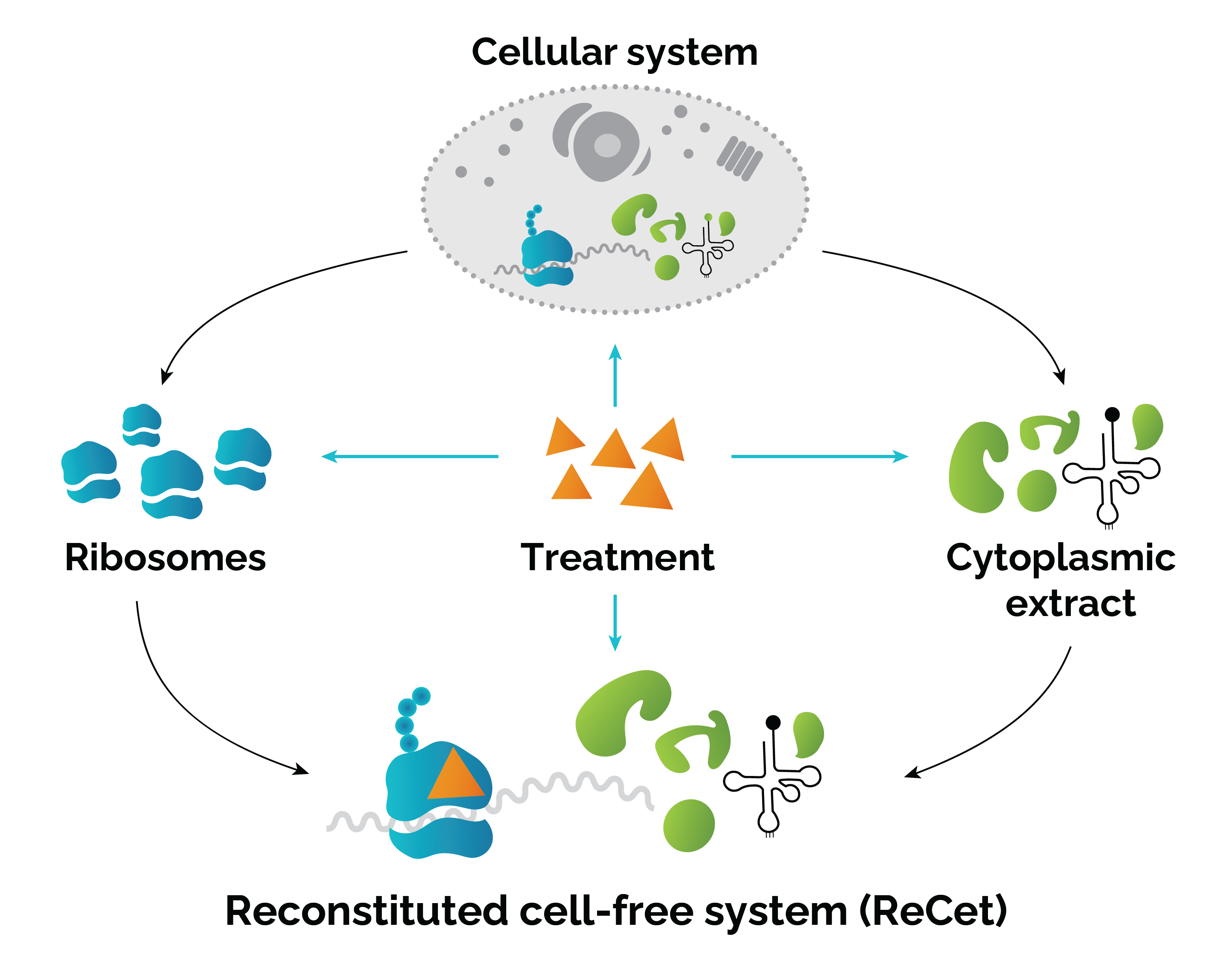 In_vitro_translation_scheme